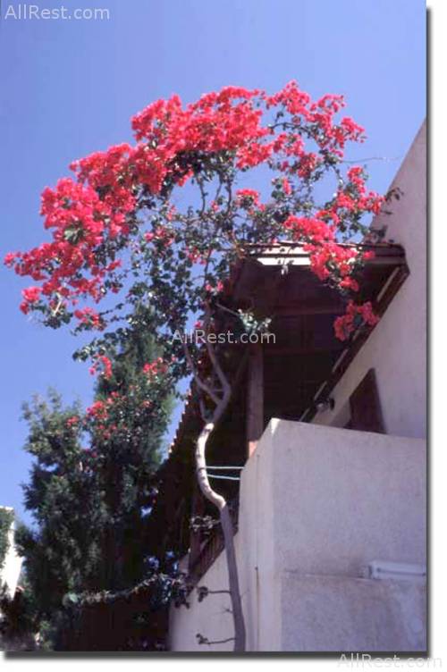 Mia Hara Hotel 20
